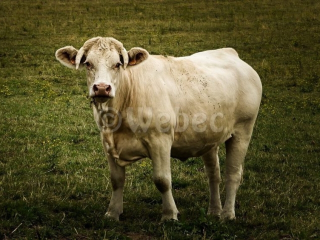 Vache_blanche_charolais-webec