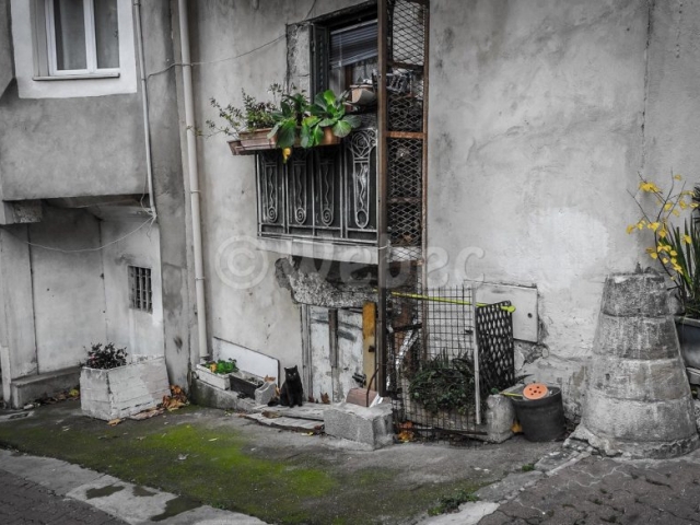Photo-urbaine-chat-clermont-webec