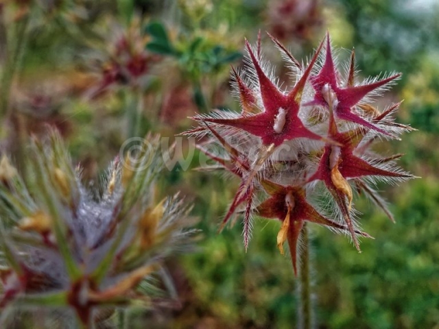 Trèfle étoilé_trifolium stellatum-webec